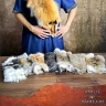 Fox Fur Pelt for Medieval Fantasy Costumes - Outlet