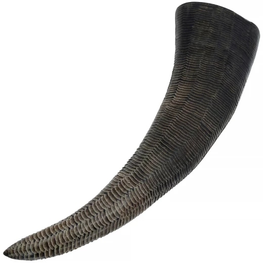 Hand-Carved Viking Buffalo Drinking Horn 150-200ml - Outlet