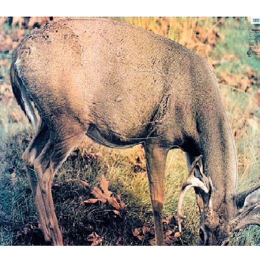 Wild target Whitetail deer
