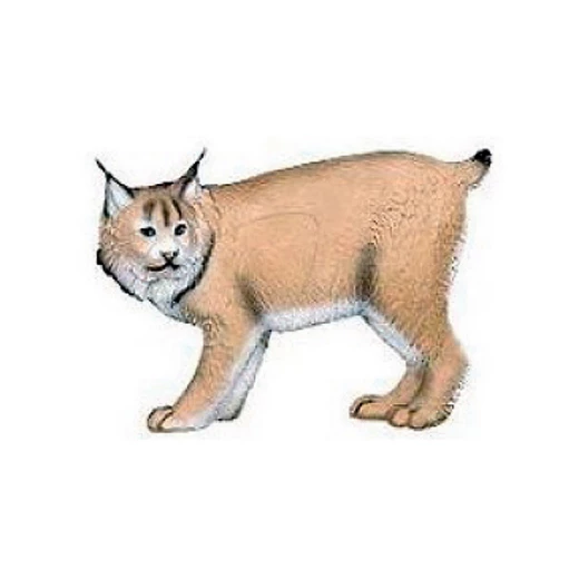 Rys kanadský, 3D Zvířecí terč